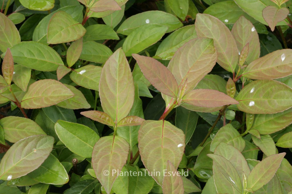 Viburnum 'Le Bois Marquis'