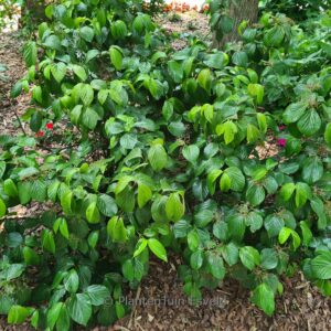 Viburnum 'NCVX1' (SHINY DANCER)