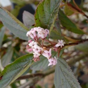 Viburnum 'NCVX4' (SWEET TALKER)