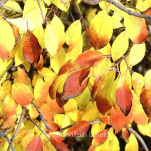 Viburnum 'Royal Guard'