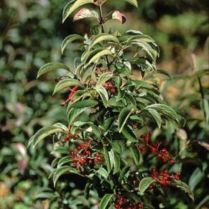 Viburnum 'Ward van Teylingen'