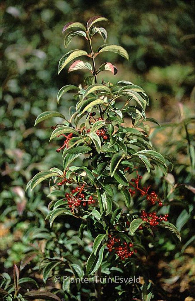 Viburnum 'Ward van Teylingen'