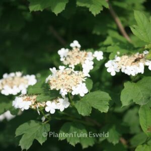 Viburnum acerifolium