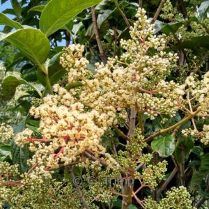Viburnum arboricolum