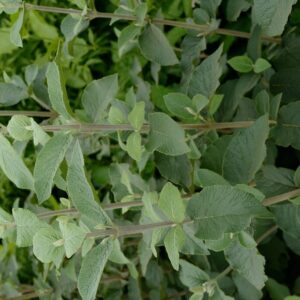 Viburnum burejaeticum