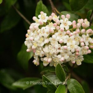 Viburnum burkwoodii 'Conoy'