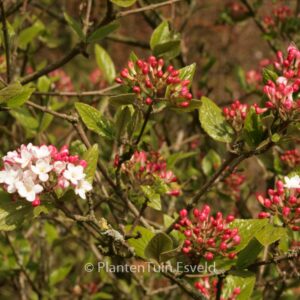 Viburnum burkwoodii 'Mohawk'