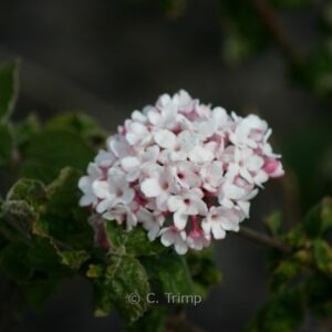 Viburnum carlesii 'Aurora'