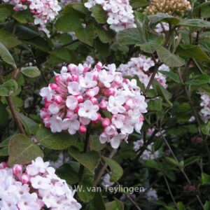 Viburnum carlesii 'Diana'