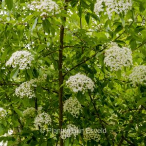 Viburnum cassinoides 'Sear Charm'