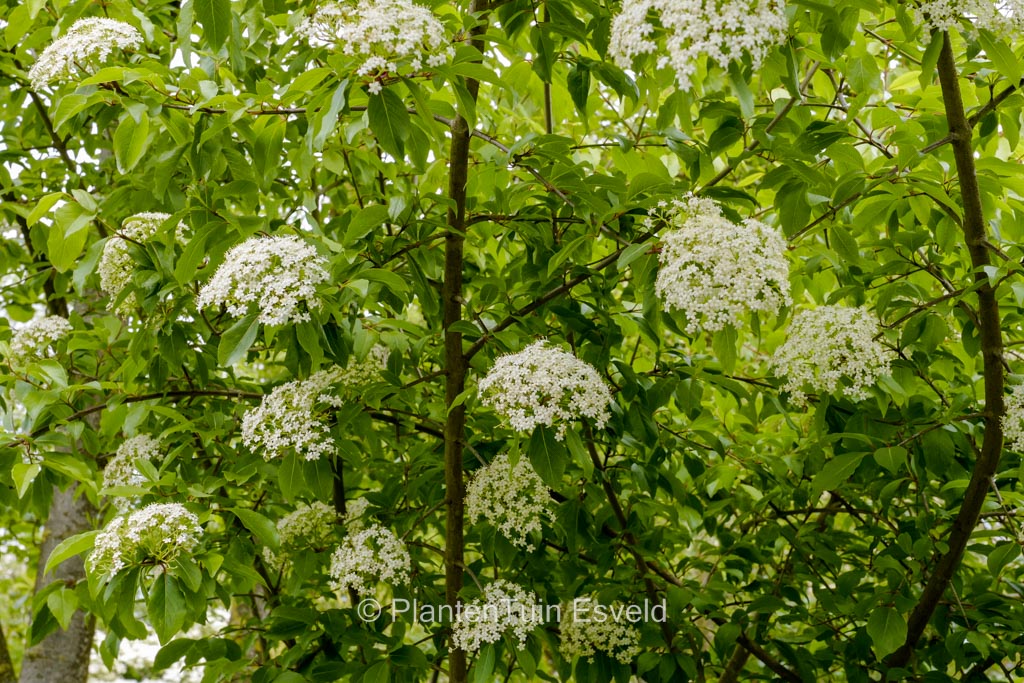 Viburnum cassinoides 'Sear Charm'
