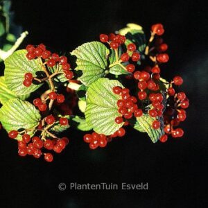 Viburnum dalzielii
