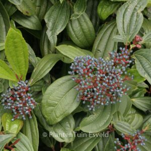 Viburnum davidii