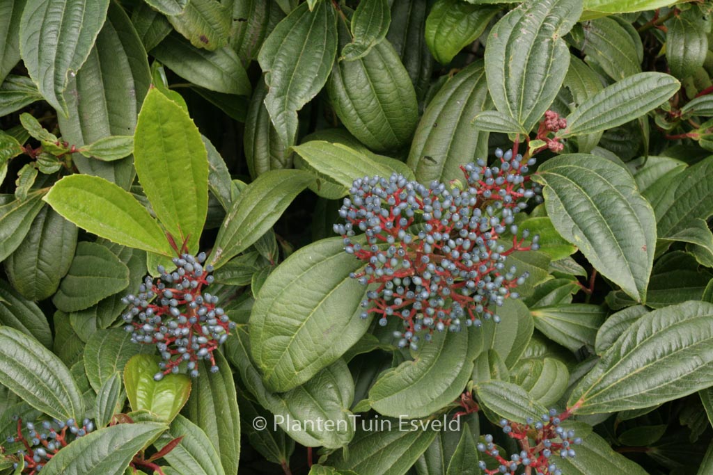 Viburnum davidii