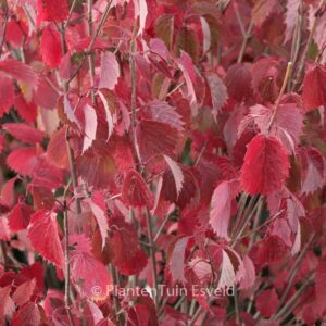 Viburnum dentatum 'Christom' (BLUE MUFFIN)