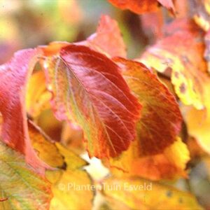 Viburnum dentatum 'Moonglow'