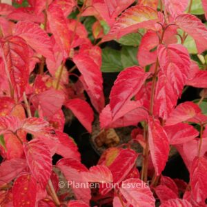 Viburnum dentatum 'Northern Burgundy'