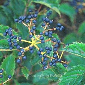 Viburnum dentatum 'Pathfinder'