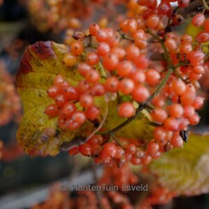 Viburnum dilatatum (TANDOORI ORANGE)