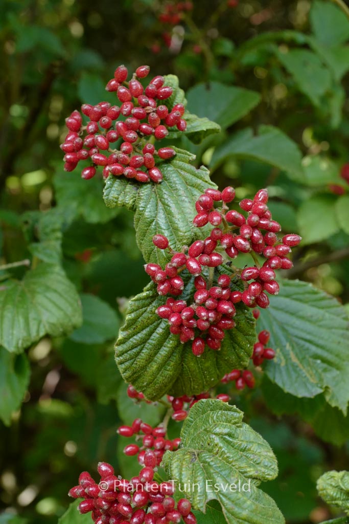Viburnum dilatatum