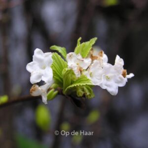 Viburnum farreri 'Candidissimum'