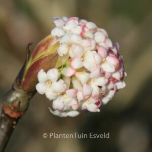 Viburnum grandiflorum
