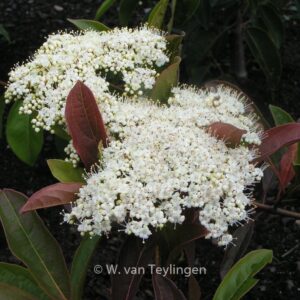 Viburnum hupehense