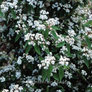 Viburnum ichangense