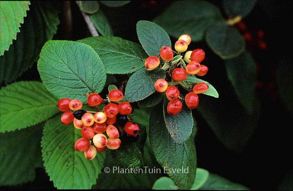 Viburnum lantana 'Rugosum'