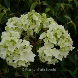 Viburnum macrocephalum 'Sterile'