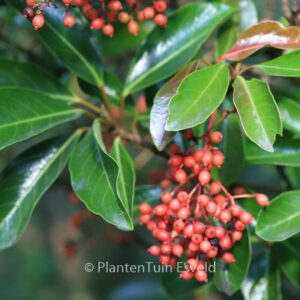 Viburnum odoratissimum