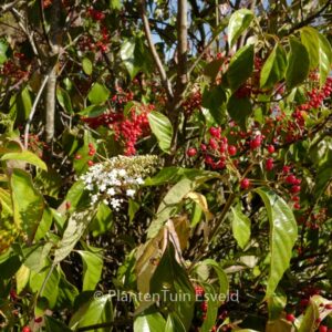 Viburnum odoratissimum 'Awabuki'