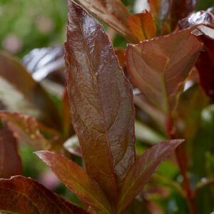 Viburnum odoratissimum 'Coppertop'