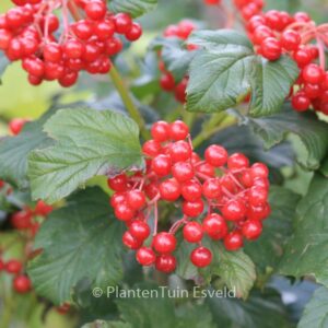 Viburnum opulus 'Compactum'