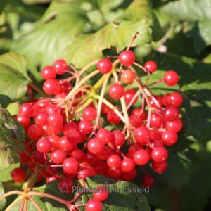 Viburnum opulus 'Pohjan Neito'