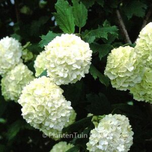 Viburnum opulus 'Roseum'