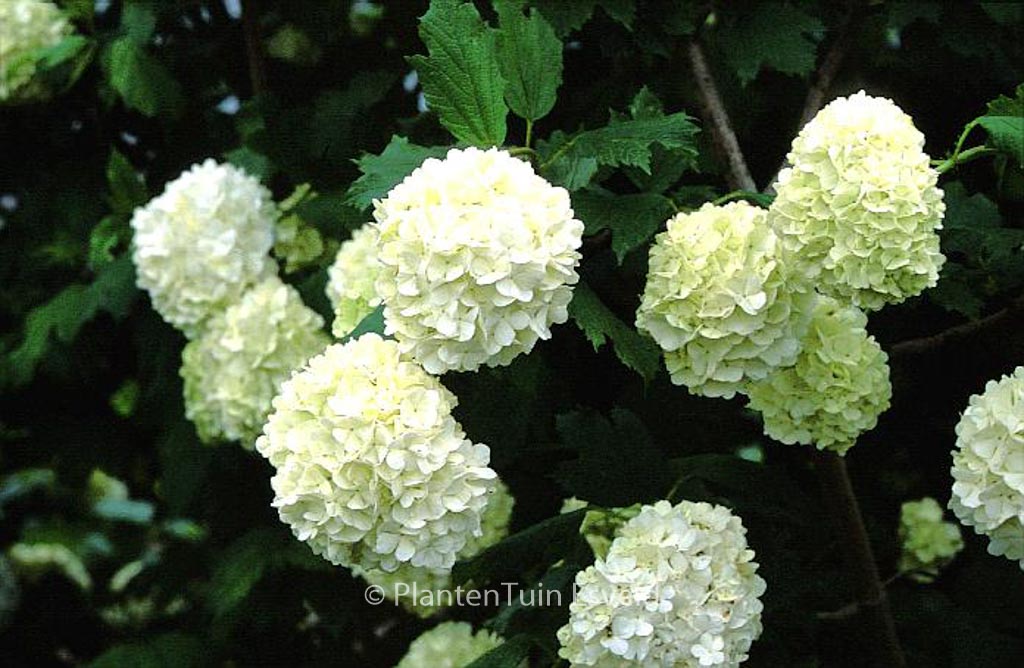 Viburnum opulus 'Roseum'