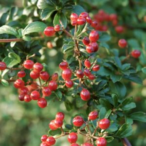 Viburnum parvifolium