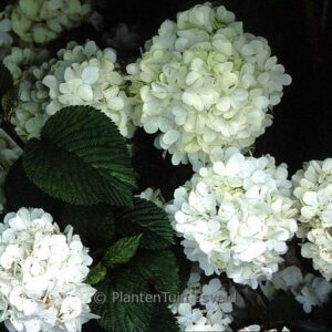 Viburnum plicatum 'Chyverton'