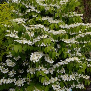 Viburnum plicatum 'JWW5' (KILIMANDJARO SUNRIS
