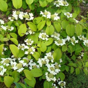 Viburnum plicatum 'JWW5' (KILIMANDJARO SUNRISE)