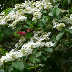 Viburnum plicatum 'Mariesii'