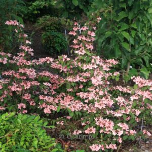 Viburnum plicatum 'Molly Schroder'