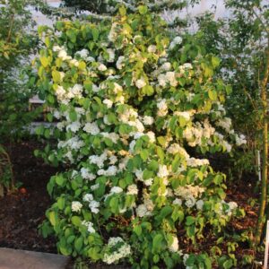 Viburnum plicatum 'Newport'