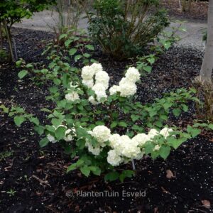 Viburnum plicatum 'Opening Day'