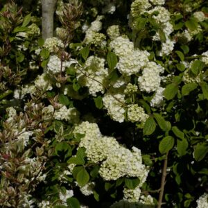 Viburnum plicatum 'Popcorn'