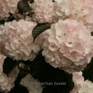 Viburnum plicatum 'Pink Sensation'