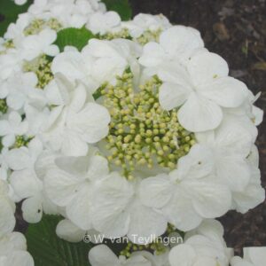 Viburnum plicatum 'Rowallane'