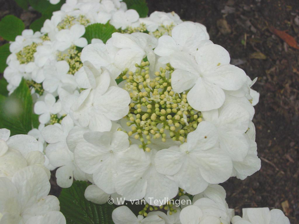Viburnum plicatum 'Rowallane'