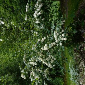 Viburnum plicatum 'Thunberg's Original'